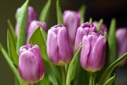 tulpen_blumen_pflanzen