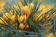 blumen_krokusse_bl_te
