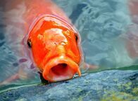 bilder/k285530-379_b102620.jpg_w196_h144_x0_q85_s0.2/102620.jpg bilder/k285530-379_b102620.jpg_w196_h144_x0_q85_s0.2/102620.jpg