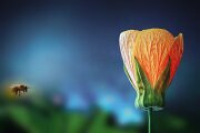 blume_biene_bl_tenbl_tter-Kopie