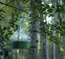 grüne, runde Leuchte für Außen mit Haken. Hängt im grünen Wald an einem Ast von Birkenbaum.